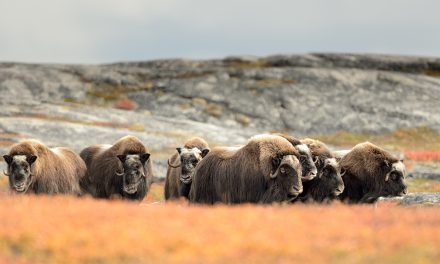 5 Prehistoric Animals You Can Meet on Your Next Adventure