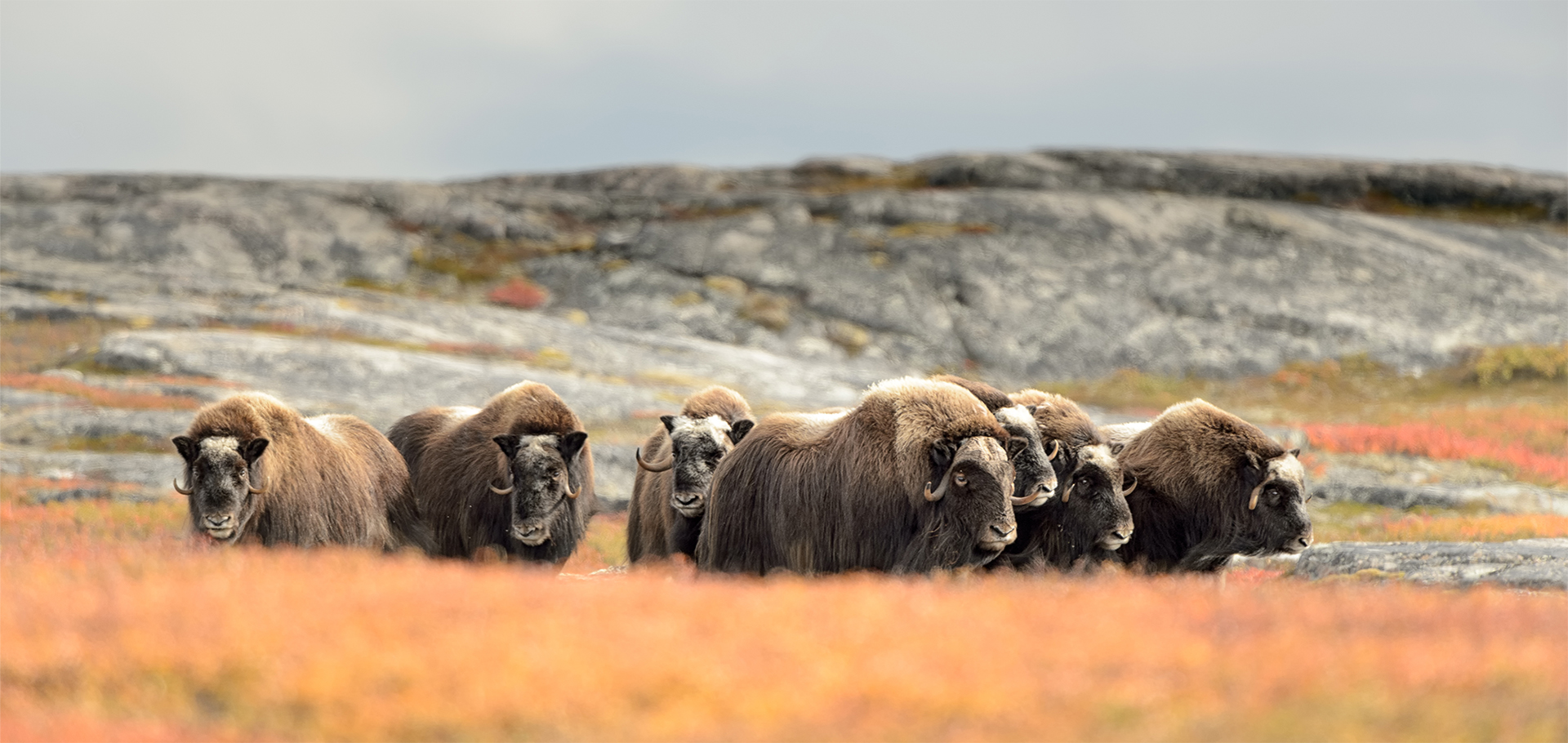 Muskox Group (Ovibos moschatus)