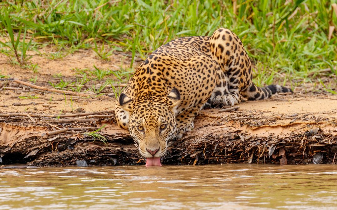 International Jaguar Day—Just in Time?