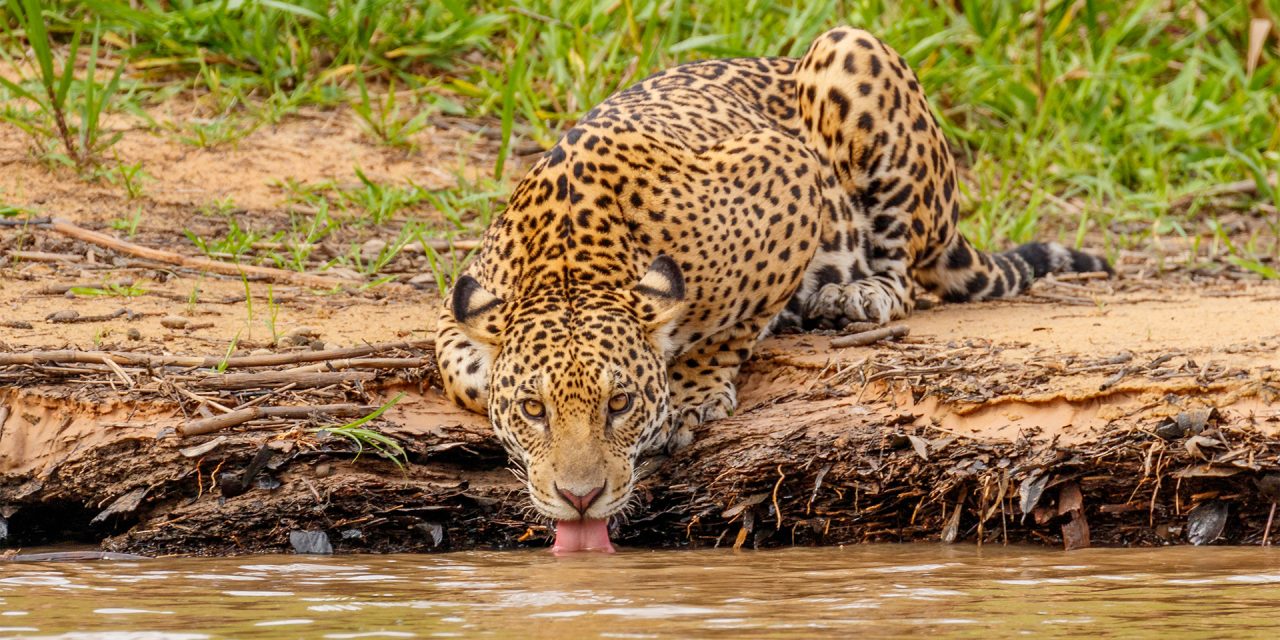 International Jaguar Day—Just in Time?