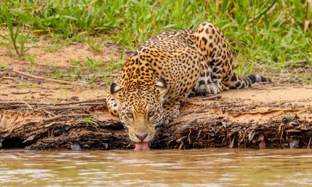 International Jaguar Day—Just in Time?