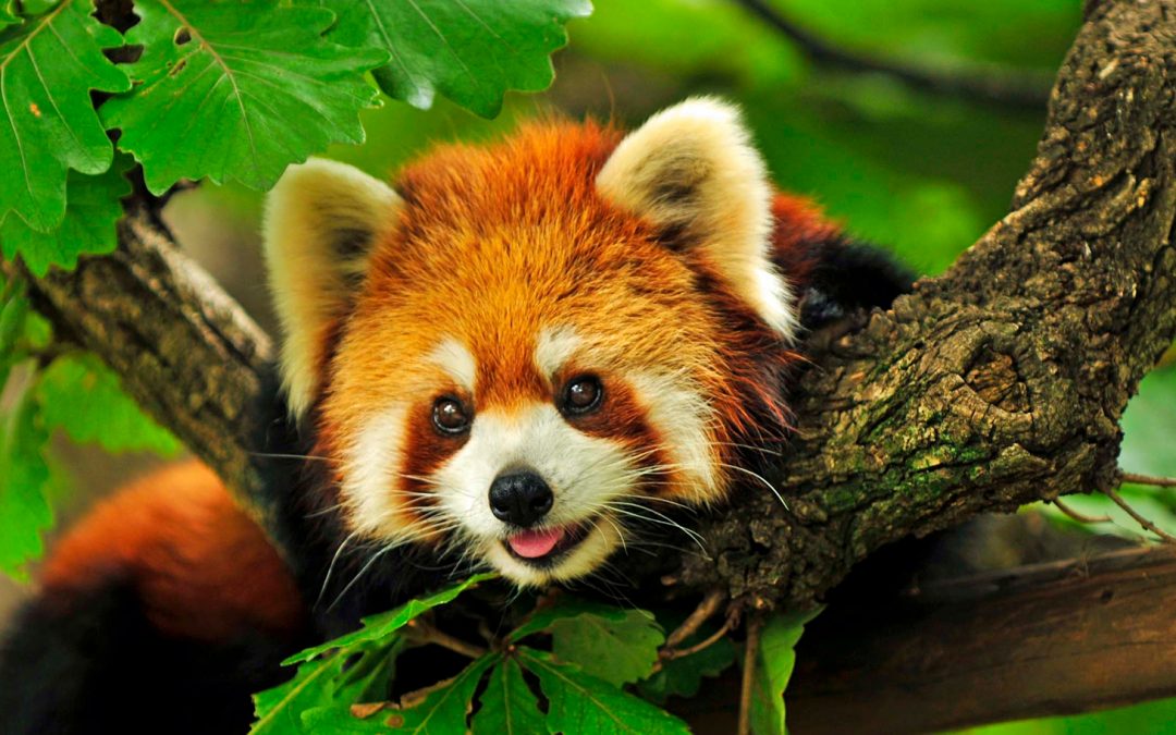 6 Facts About the “Original Pandas” for International Red Panda Day