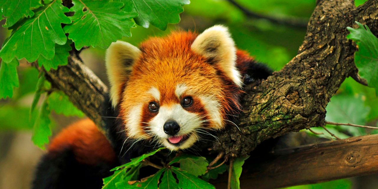 6 Facts About the “Original Pandas” for International Red Panda Day