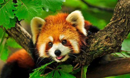 6 Facts About the “Original Pandas” for International Red Panda Day