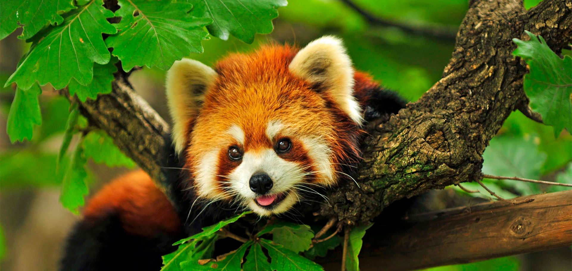 Red panda climbs a tree Silly face with tongue sticking out