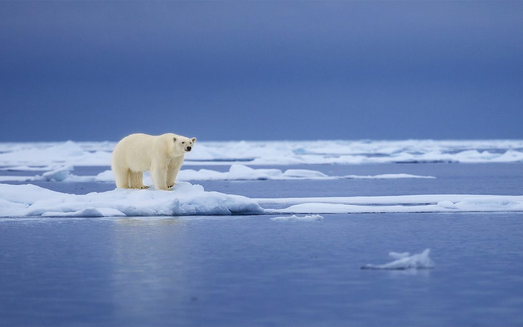 Polar Bears in Greenland Find Way to Live With Less Sea Ice