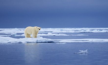 Polar Bears in Greenland Find Way to Live With Less Sea Ice