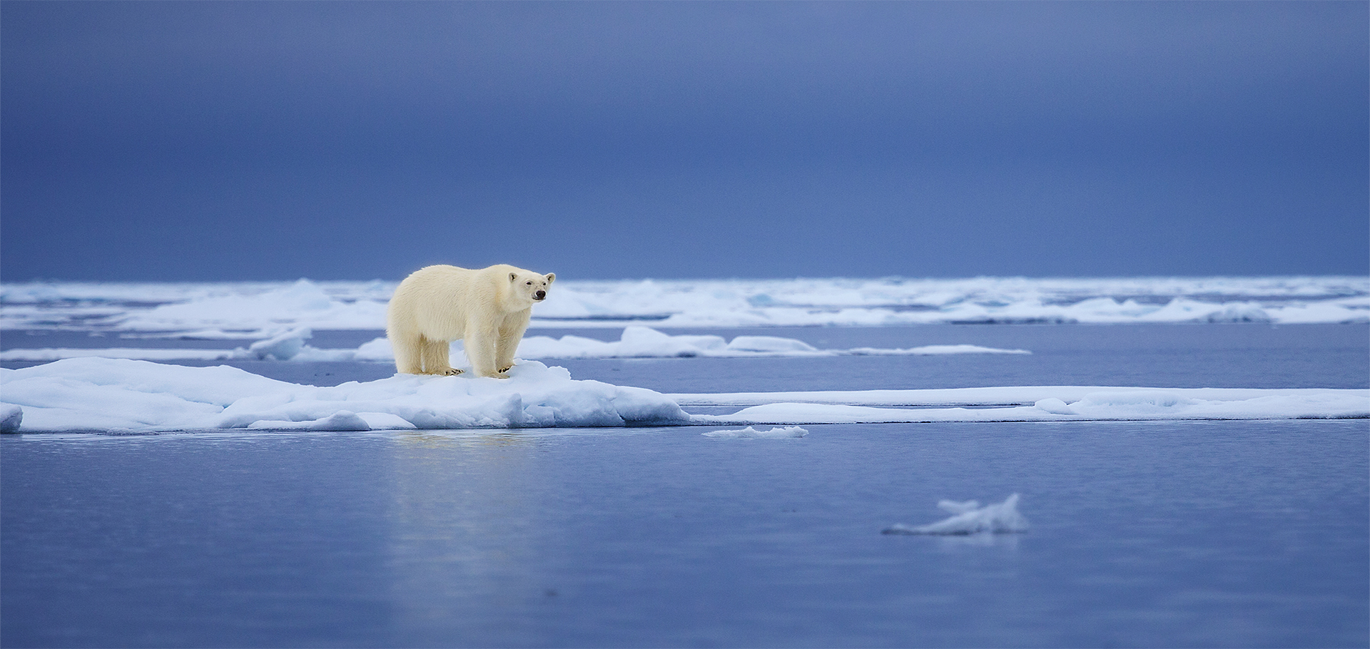 A polar bear stands on the edge of an ice floe in the Svalbard Archipelago.