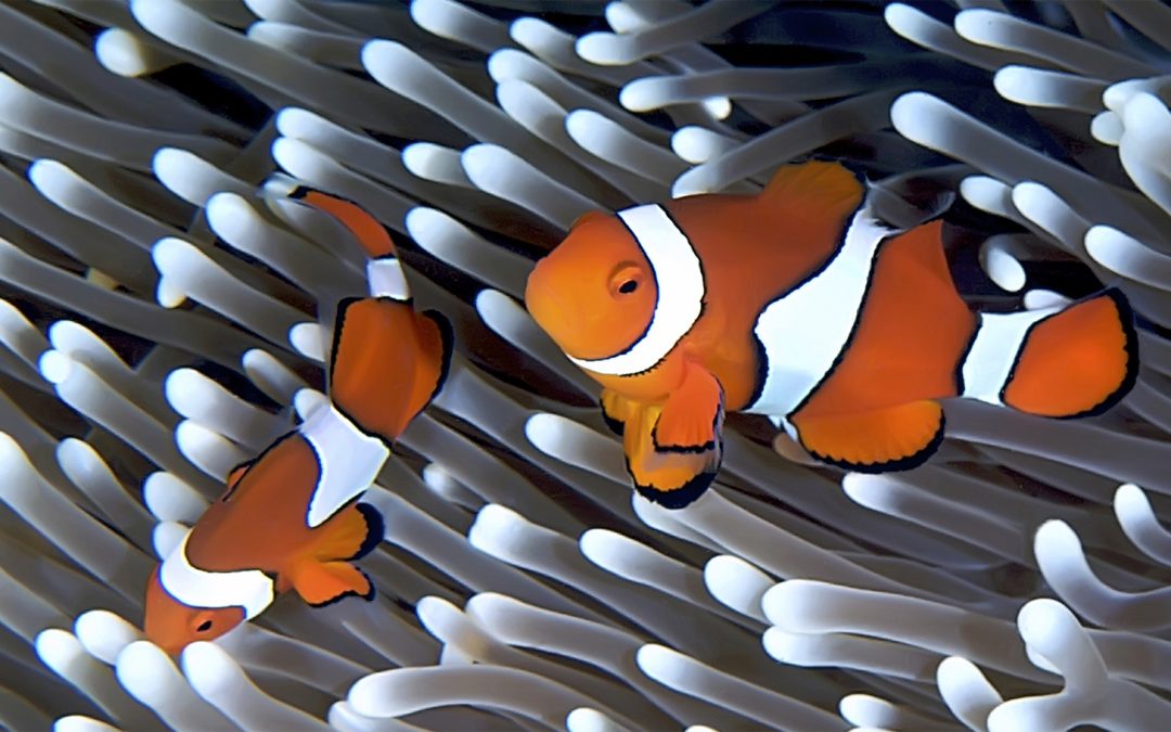 The Importance of Getting Along: Symbiosis in Nature