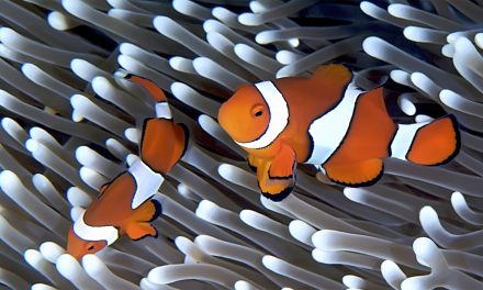 The Importance of Getting Along: Symbiosis in Nature