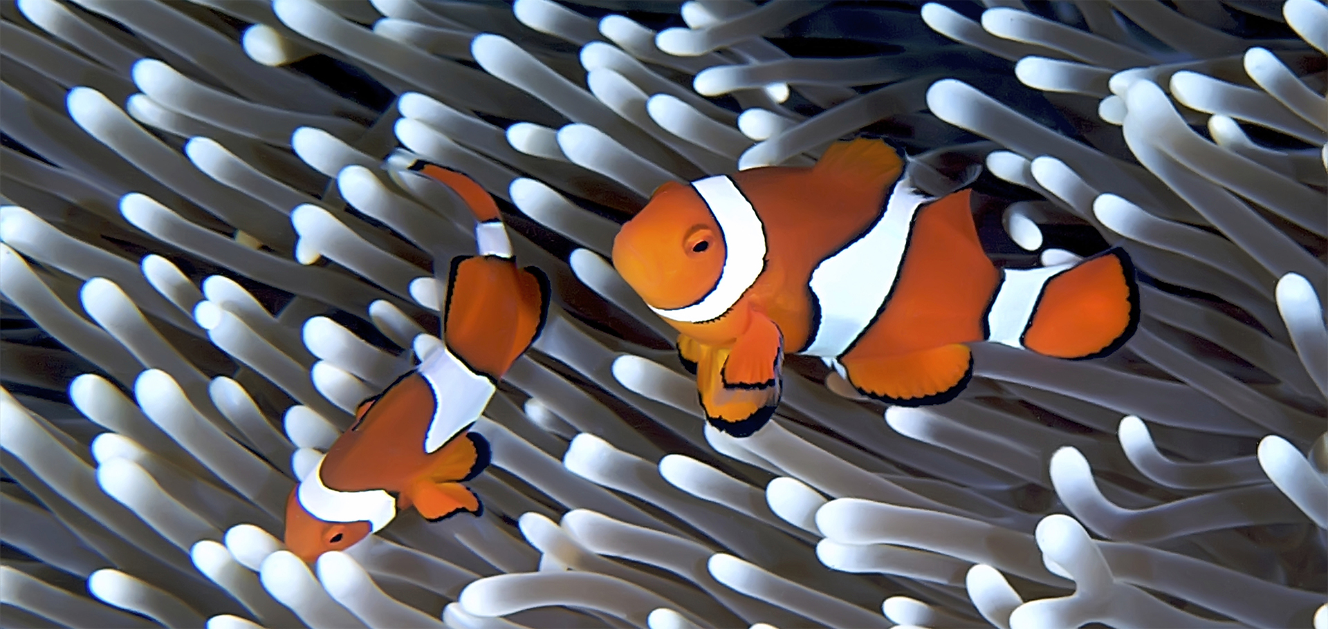 Anenomefish. Great Barrier Reef, Australia.