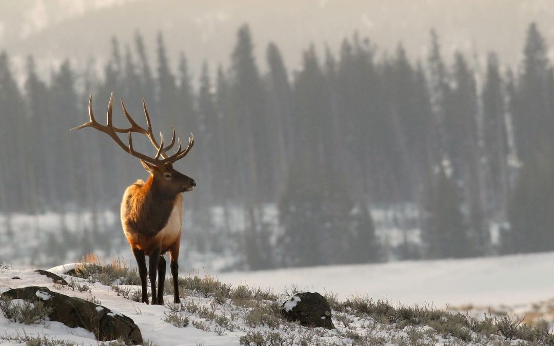 Hooves and Horns: Ungulates of North America’s National Parks