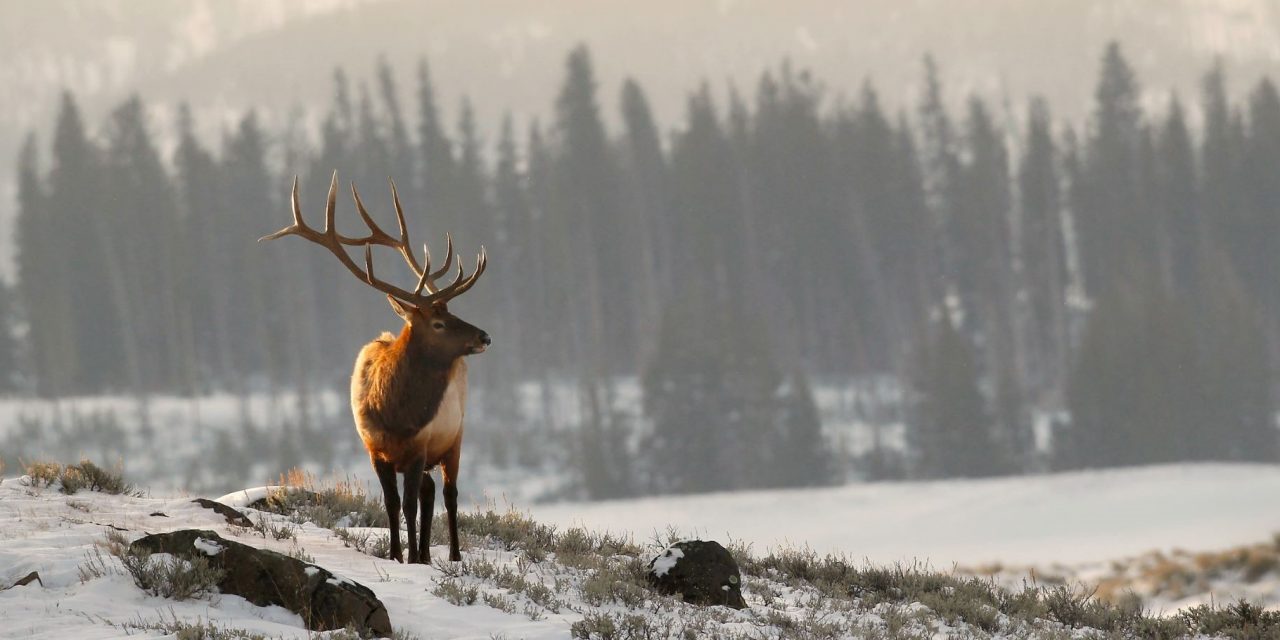 Hooves and Horns: Ungulates of North America’s National Parks
