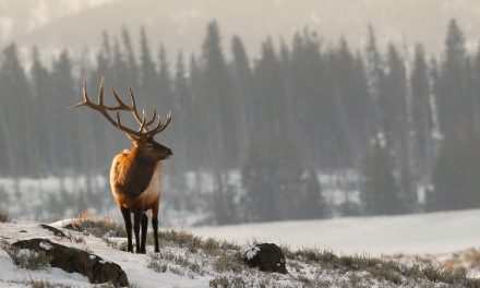 Hooves and Horns: Ungulates of North America’s National Parks
