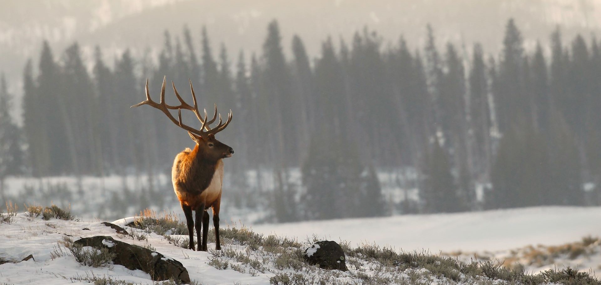 Elk by Eric Rock
