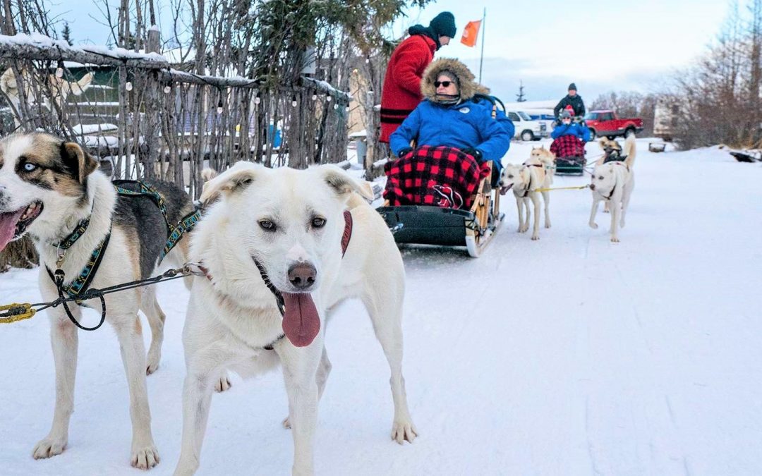 Something to Bark About: Ethical Dog Sledding in the Arctic