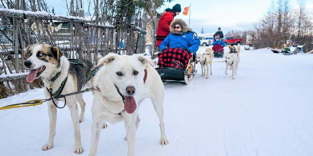 Something to Bark About: Ethical Dog Sledding in the Arctic