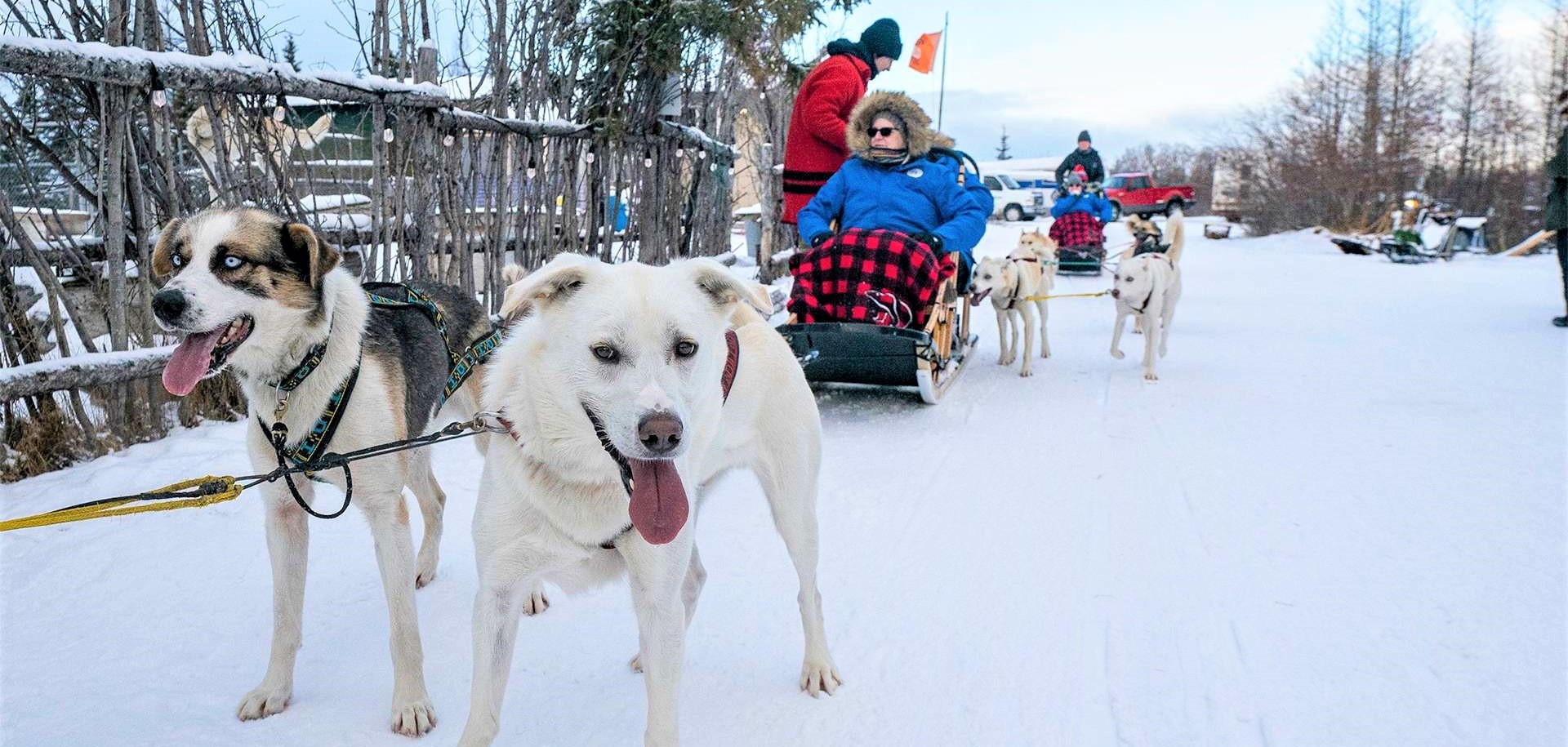 Dog sledding in Canada