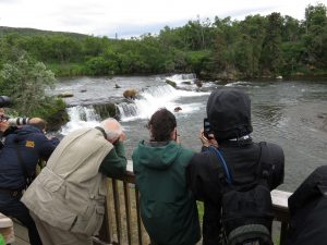 NatHab Travelers taking pictures and videos of the bears in the water.