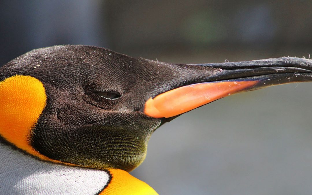 Penguins and Their Original Homelands