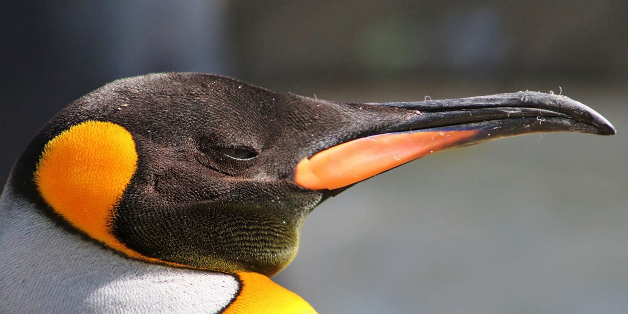 Penguins and Their Original Homelands