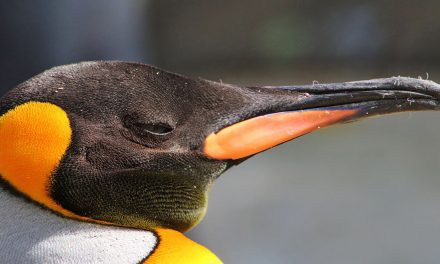 Penguins and Their Original Homelands