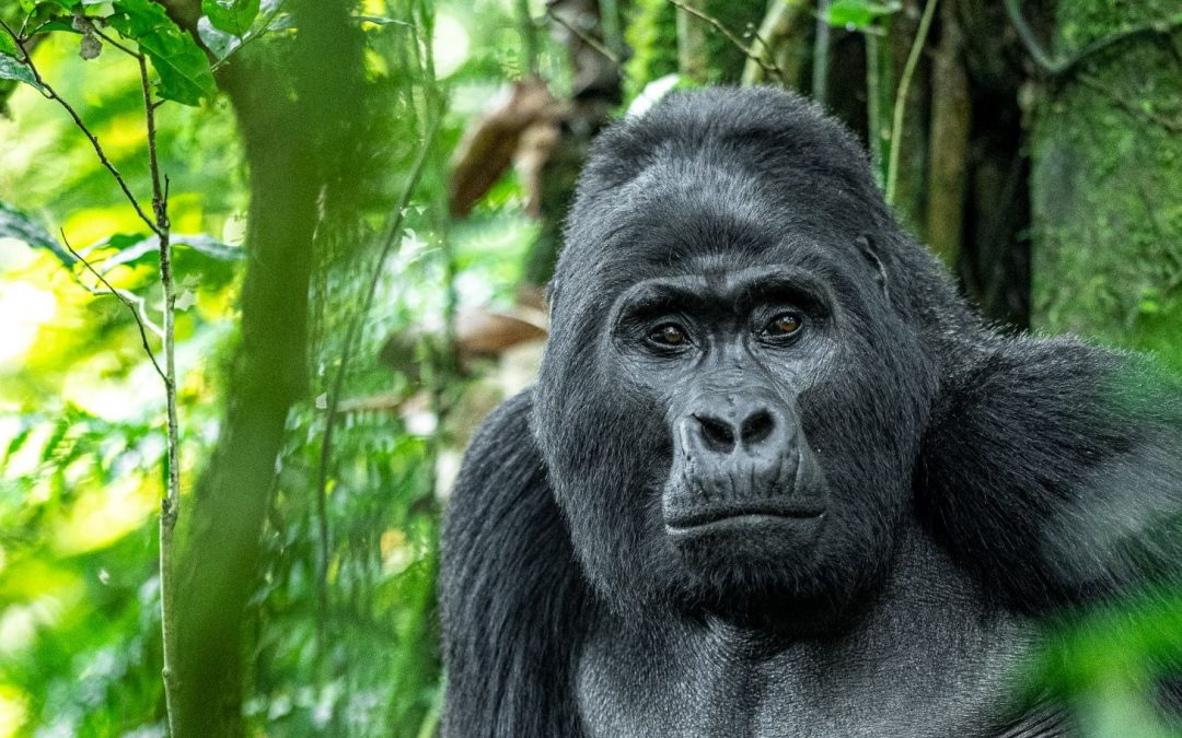 8 Reasons to Celebrate—and Help Save—Gorillas on World Gorilla Day