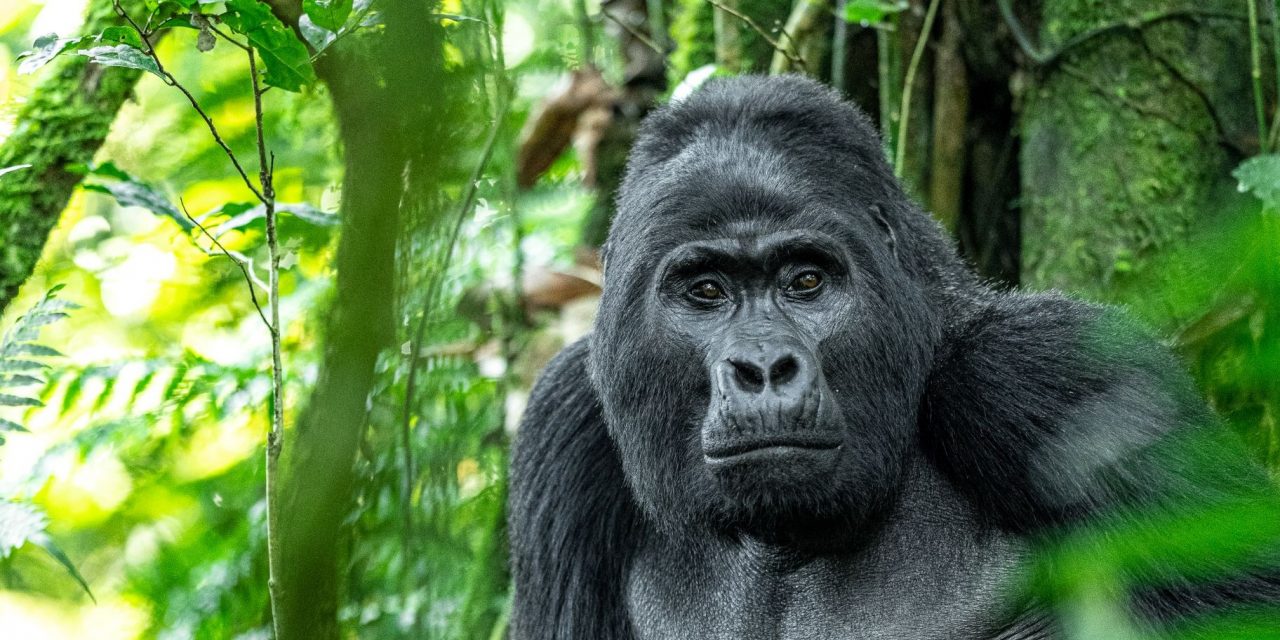 8 Reasons to Celebrate—and Help Save—Gorillas on World Gorilla Day