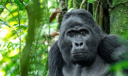 8 Reasons to Celebrate—and Help Save—Gorillas on World Gorilla Day