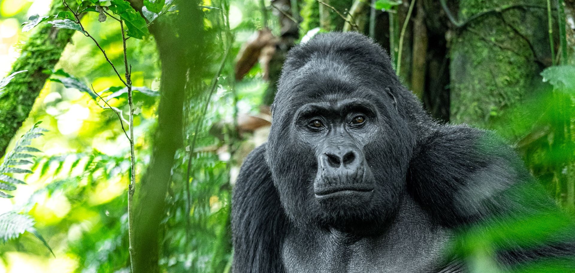 Mountain Gorilla by Richard De Gouveia