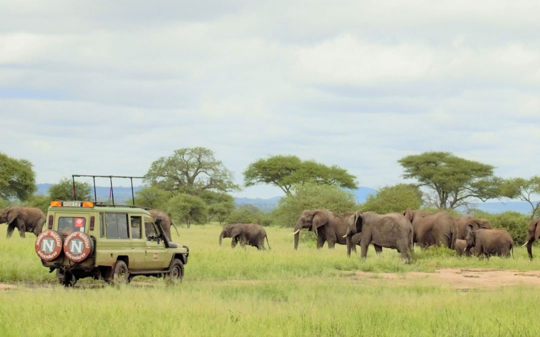 Where the Wild Things Roam: The Great Migration and Tanzania’s Ngorongoro Crater