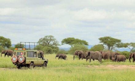 Where the Wild Things Roam: The Great Migration and Tanzania’s Ngorongoro Crater