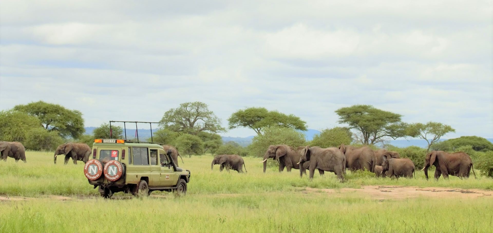 Tanzania Safari elephants by Joe Charleson