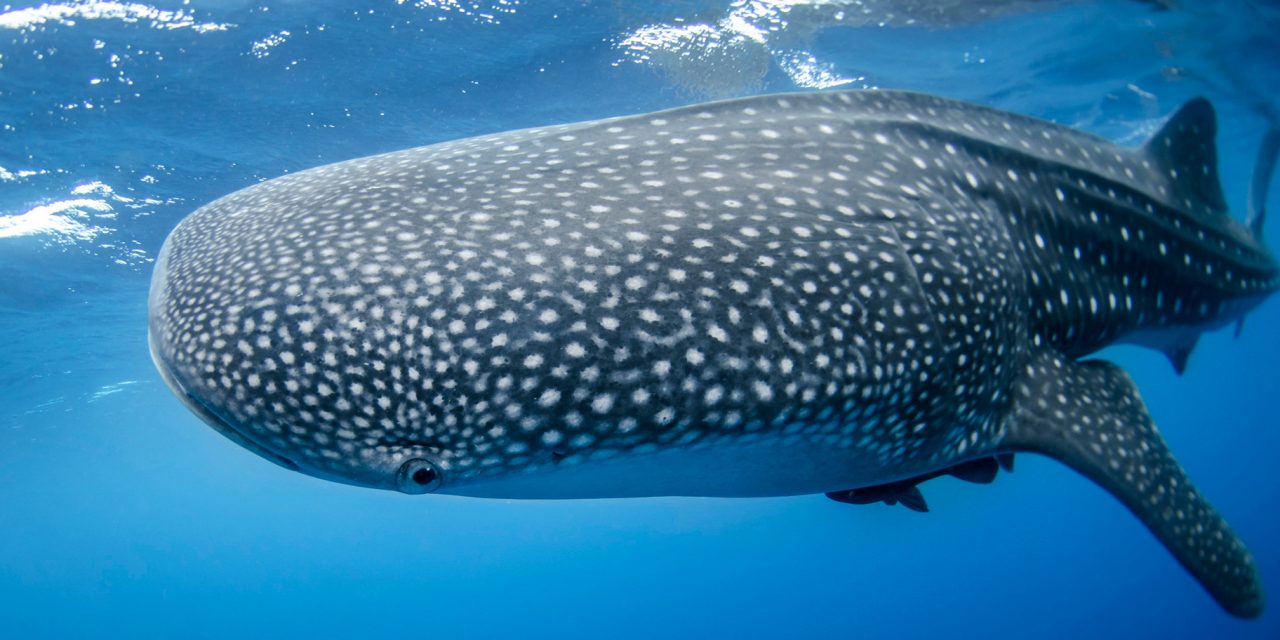 Whale Sharks Best Kodiak Bears for World’s Largest Omnivore