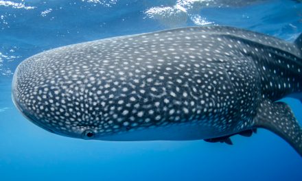 Whale Sharks Best Kodiak Bears for World’s Largest Omnivore