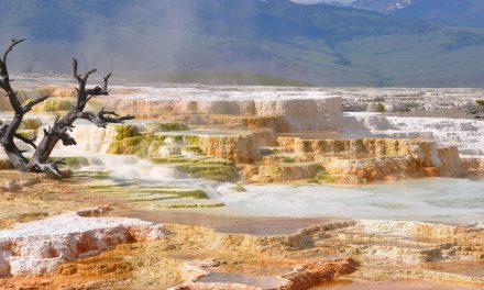 Yellowstone Heats Up; Wolves Could Curb the Warming