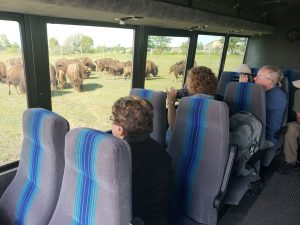 Travelers looking at bison and taking some pictures.