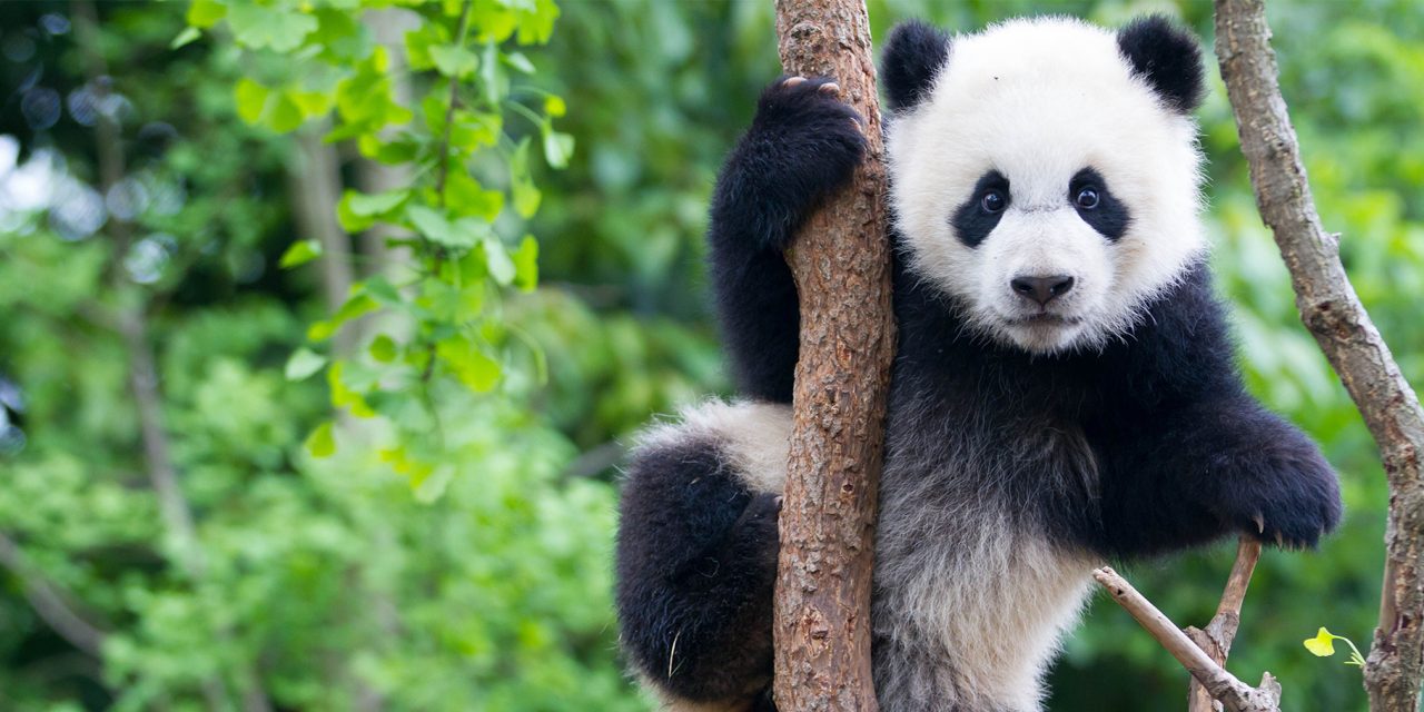 Understanding WWF’s 2022 Living Planet Report and its Findings