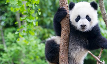 Understanding WWF’s 2022 Living Planet Report and its Findings