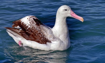 Videos: A New Zealand Albatross Takes Its First Flight