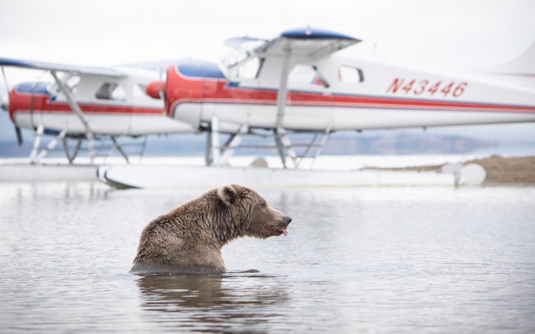 5 Memorable Ways to Explore Alaska by Air, Land and Sea