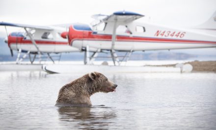 5 Memorable Ways to Explore Alaska by Air, Land and Sea