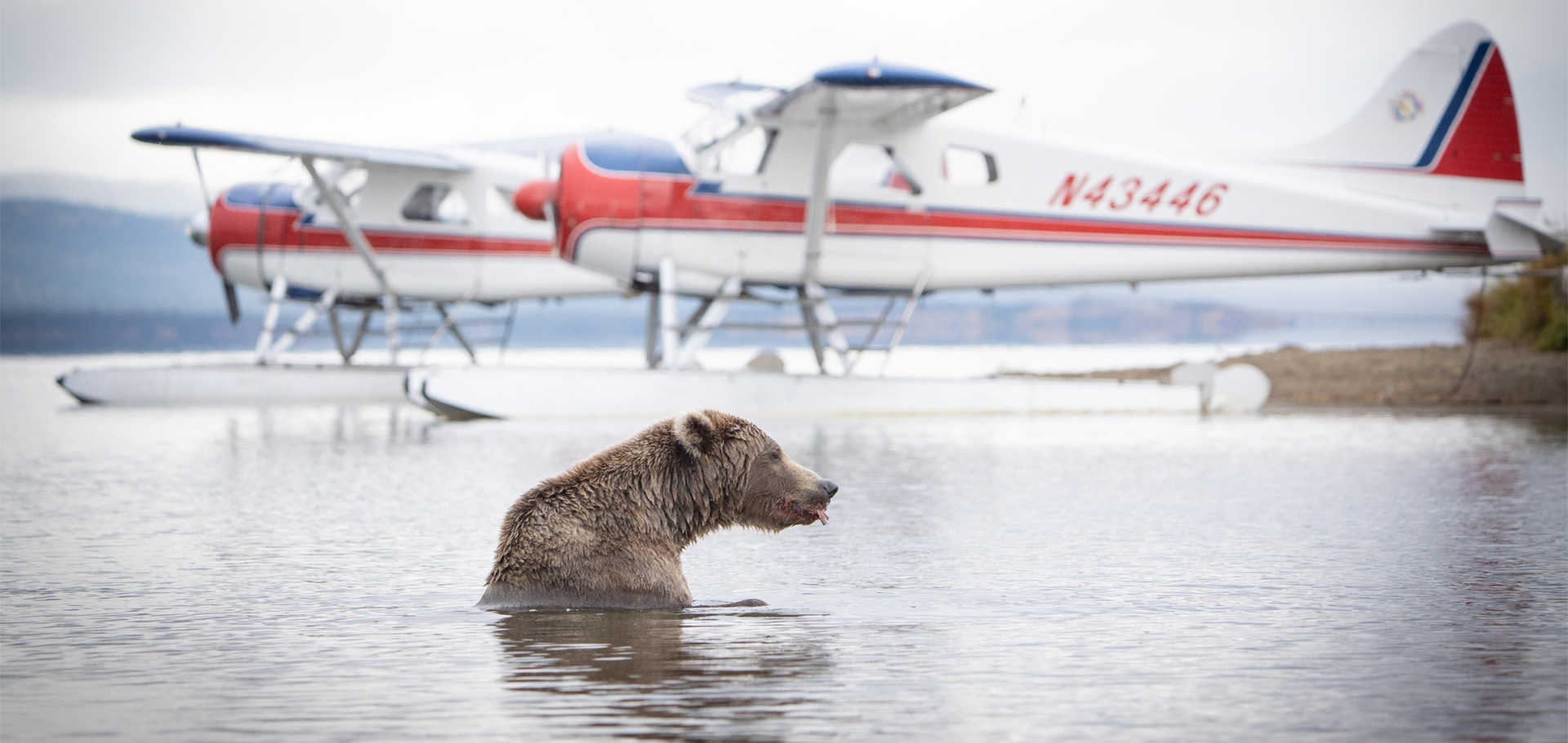 Grizzly bear eating salmon in water with water planes in the background
