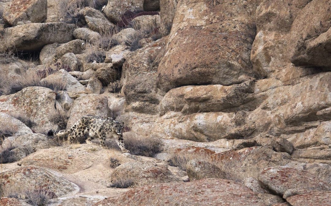 100 Years of Snow Leopard Research
