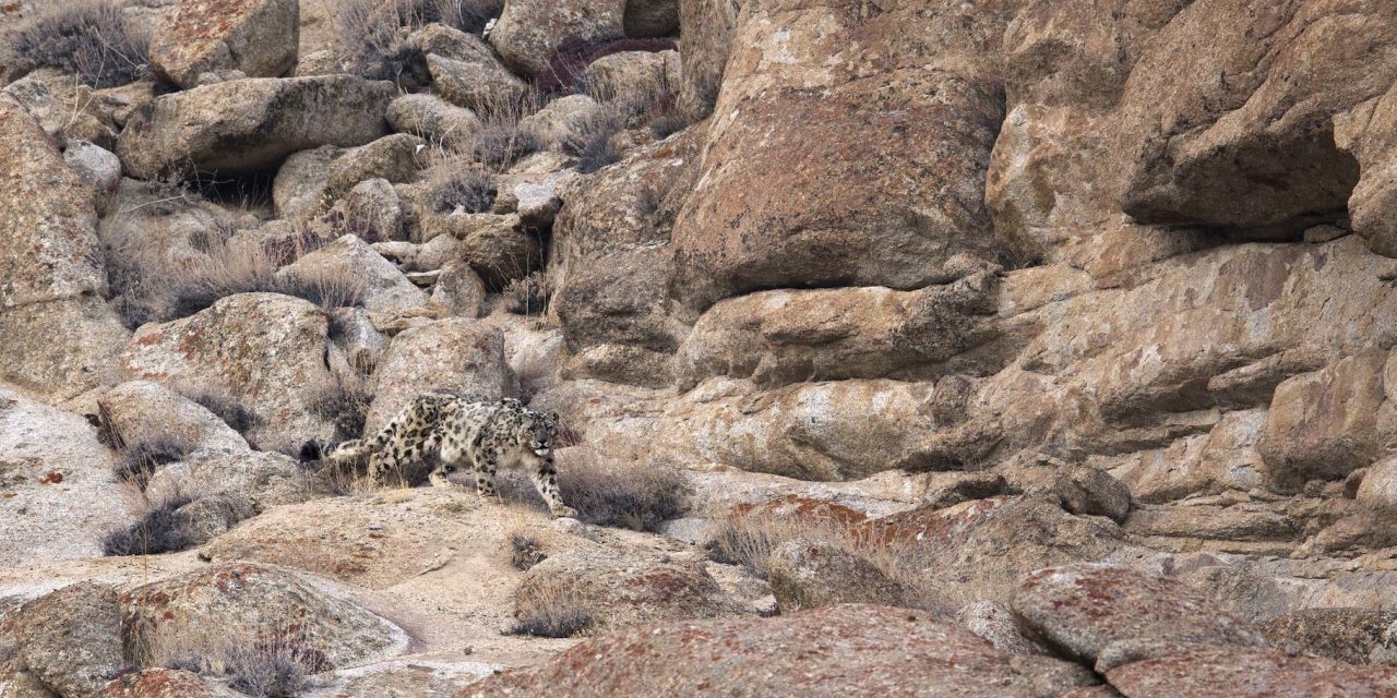 100 Years of Snow Leopard Research