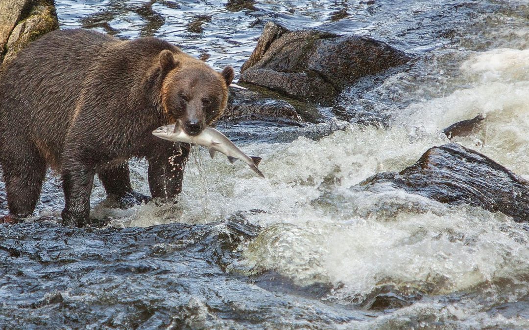 Sharing Salmon: Bears and People
