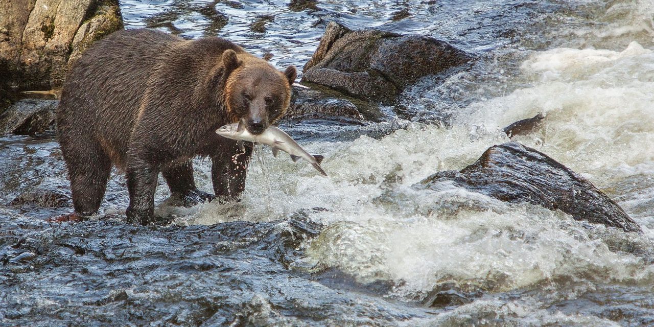 Sharing Salmon: Bears and People