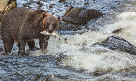 Sharing Salmon: Bears and People