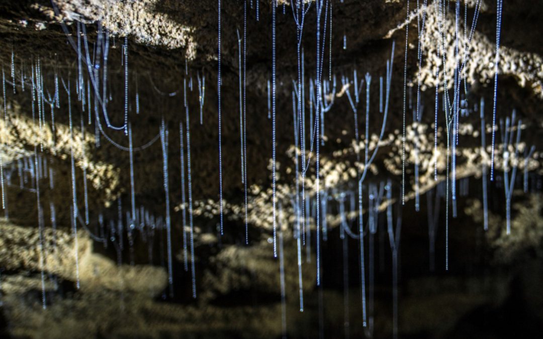 Go With the Glow: Bioluminescent Animals and Where to Find Them