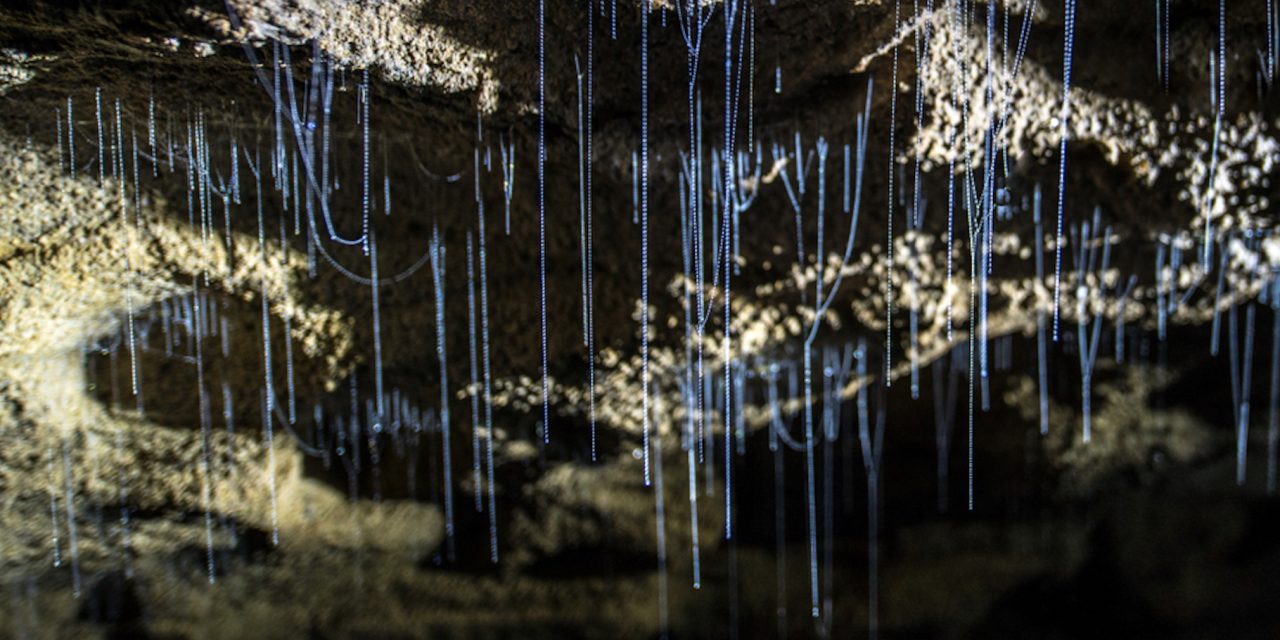 Go With the Glow: Bioluminescent Animals and Where to Find Them